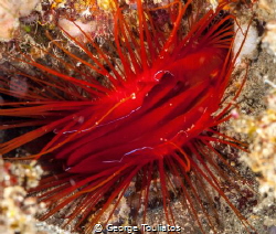 "Electric" Clam!!! by George Touliatos 